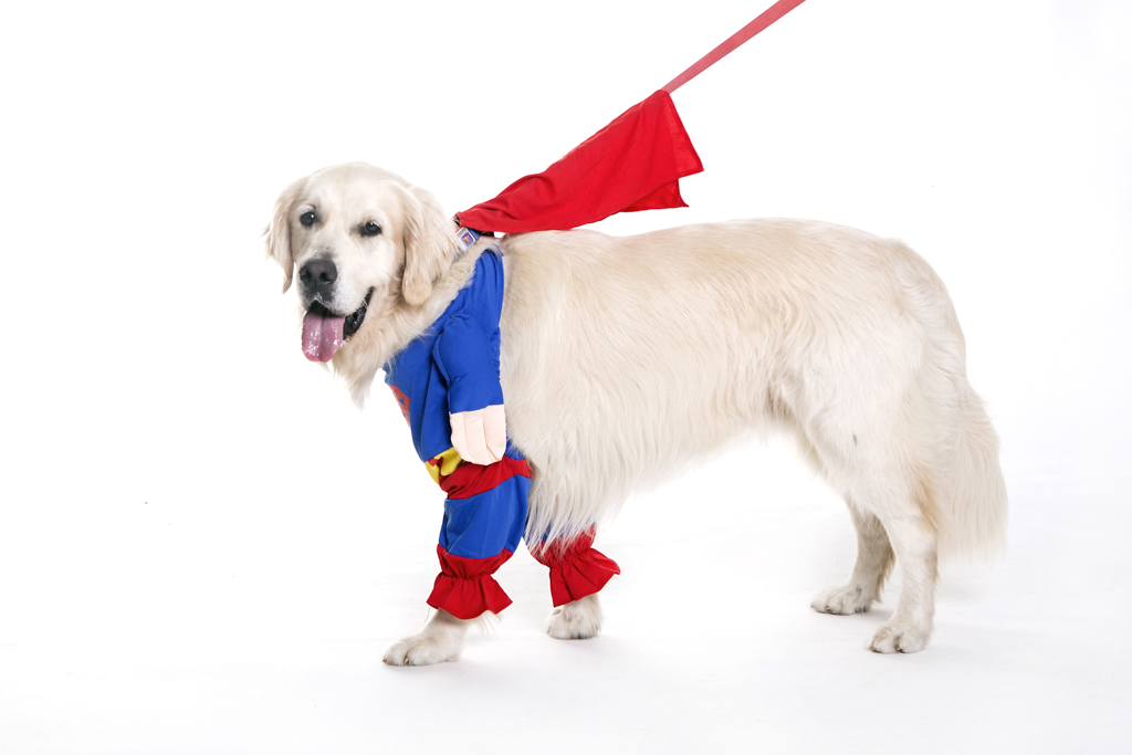Lettera aperta a Rum, il bravo&nbsp;cane.